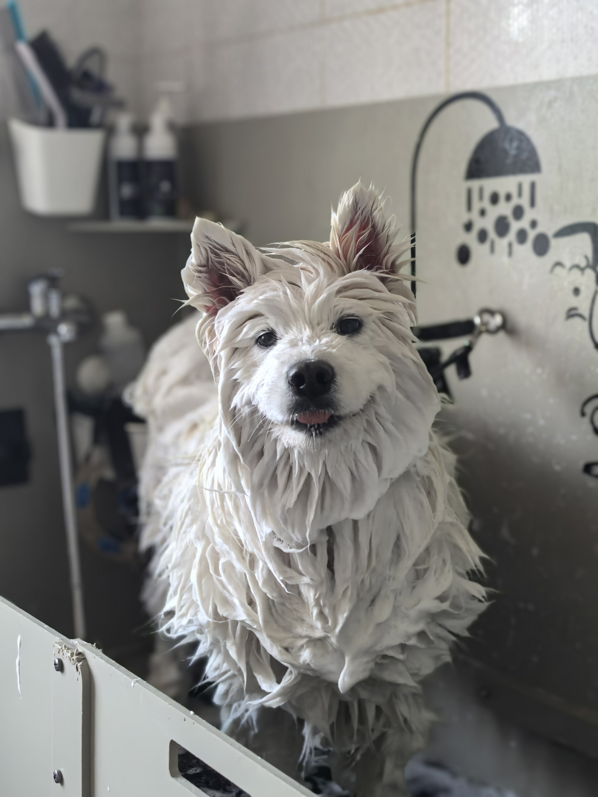 Фото из жизни питомника ORENJI KENNEL