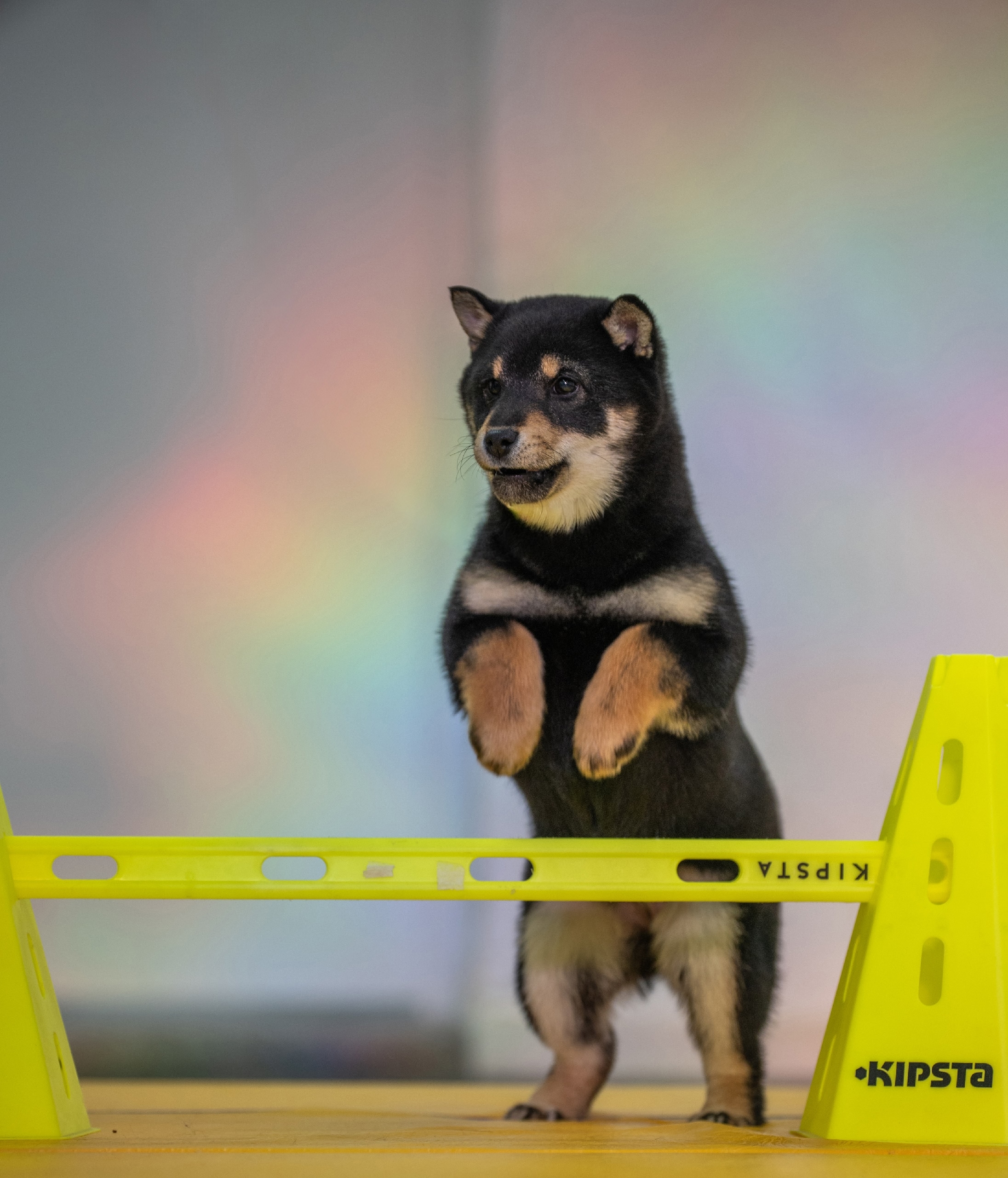 Фото из жизни питомника ORENJI KENNEL