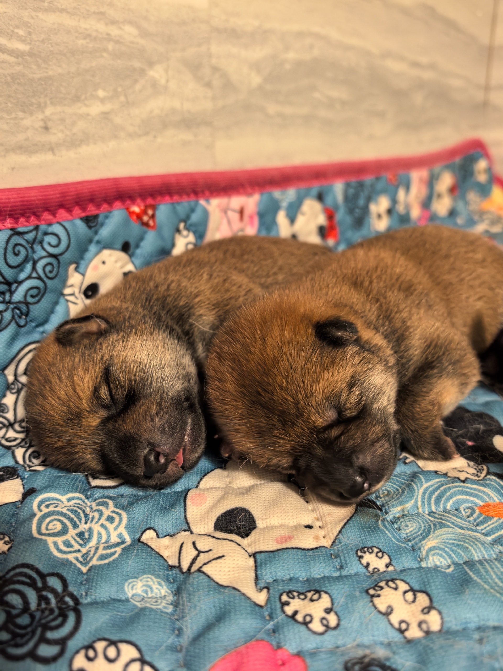 Фото из жизни питомника ORENJI KENNEL
