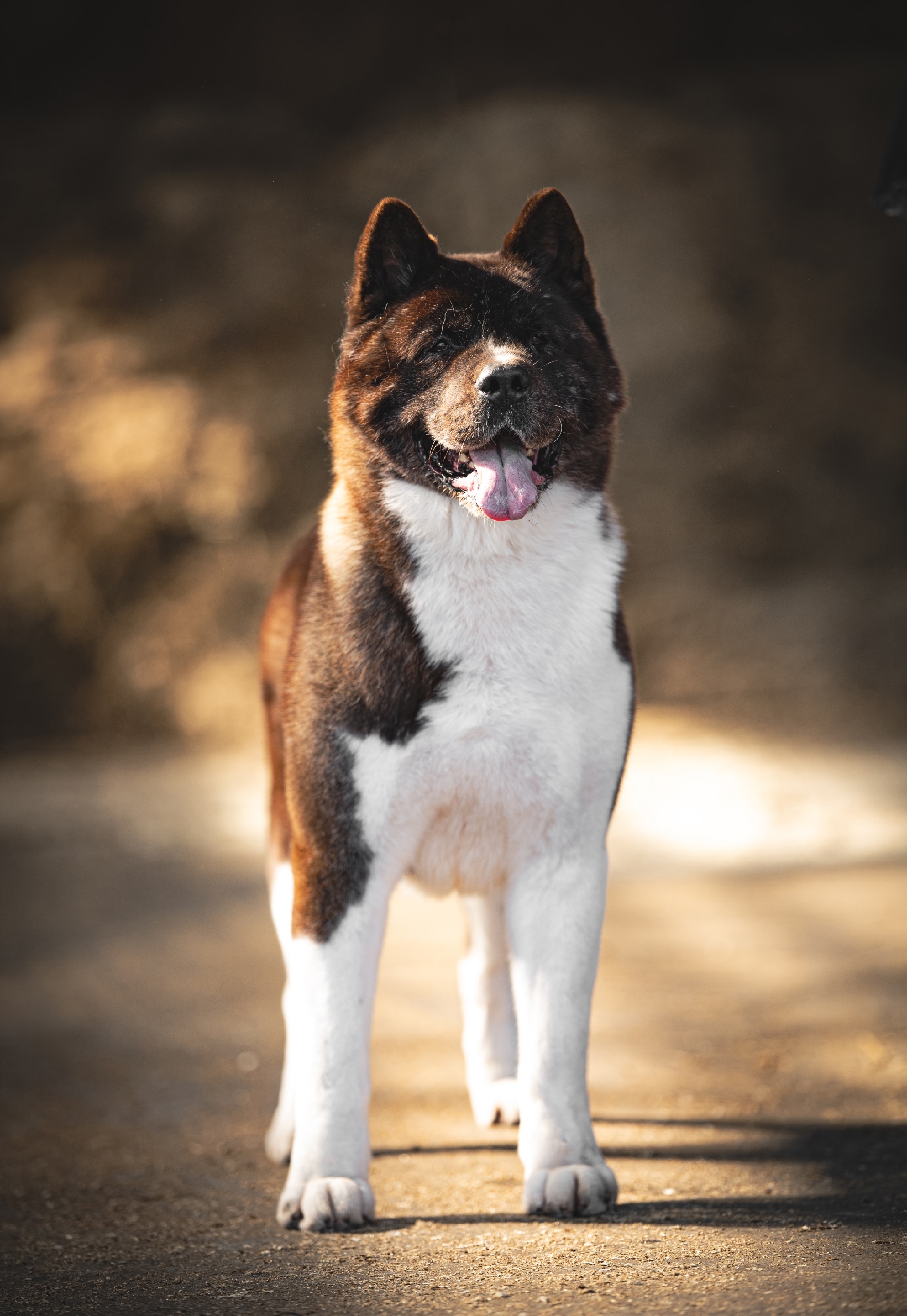 Фото из жизни питомника ORENJI KENNEL